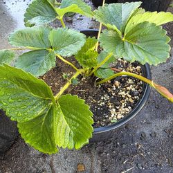 Strawberry Plants