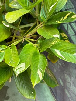 Ctenanthe Plant