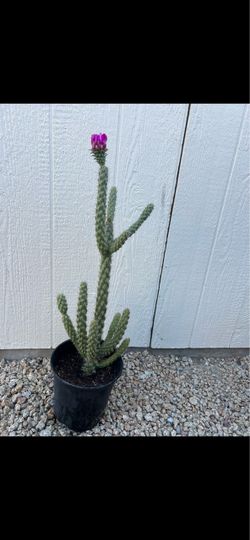 Cylindropuntia Live Cactus
