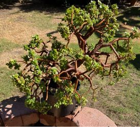 Jade Bonsai succulent Plant