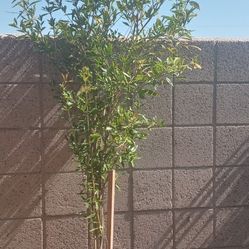 Plant