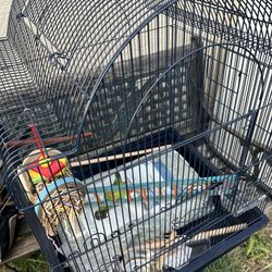Bird Cage 