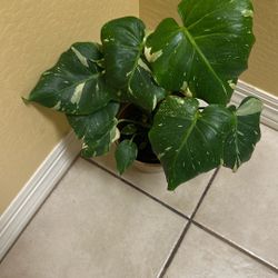 Rare Thai Constellation Monstera Deliciosa  