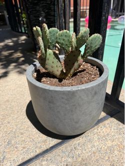 Cactus