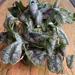 Scindapsus Pictus (Silver/Satin Pothos)