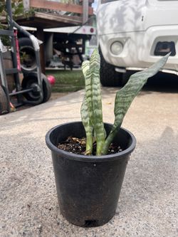 Snake Plant