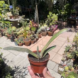 Gasteria Succulent Plant 