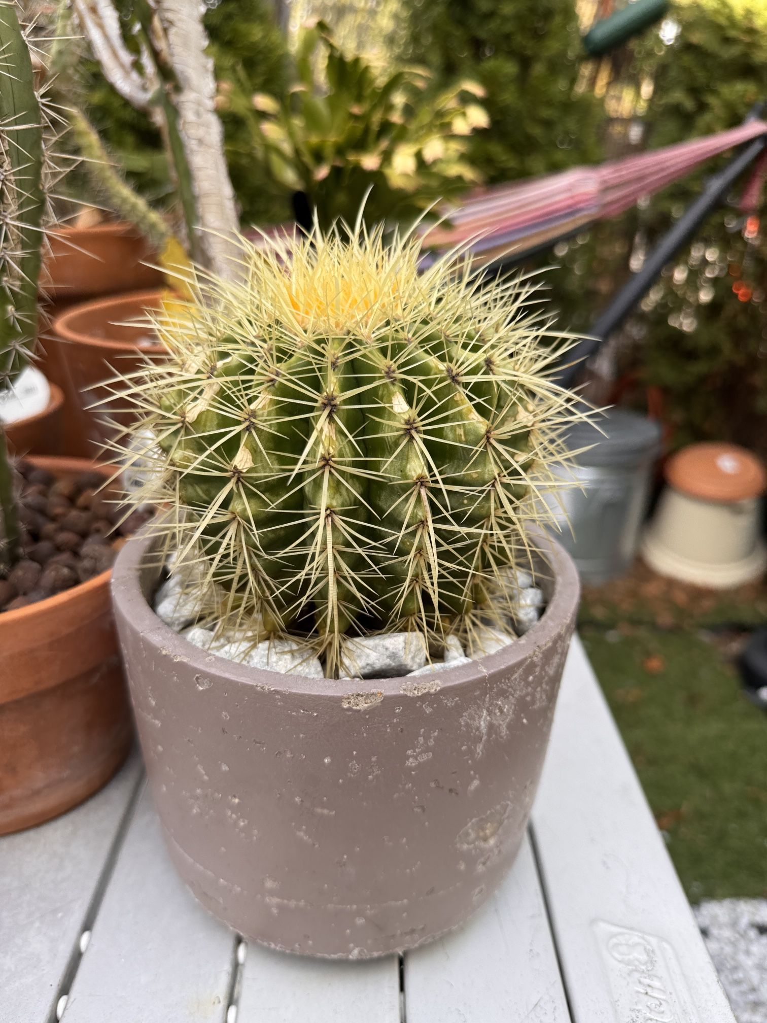 Golden barrel cactus