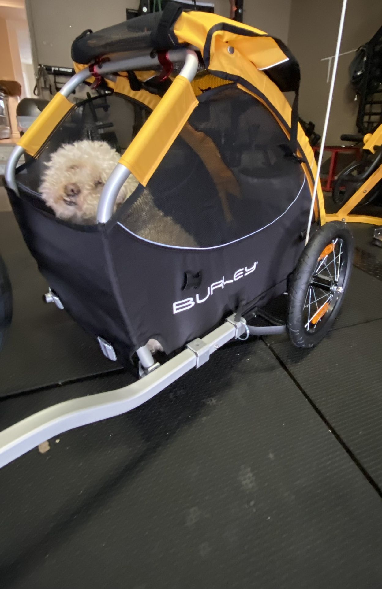 Burley Doggies Bike Trailer - Like New 