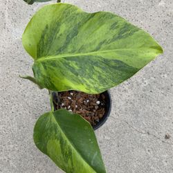 Monstera Aurea Yellow Variegated Node Cutting With New Growth 