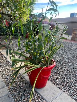 Mixed Potted Plants in Red Pot