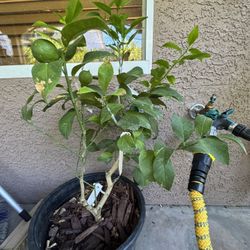 Eureka Lemon Tree & Sumo Mandarin on the same tree 