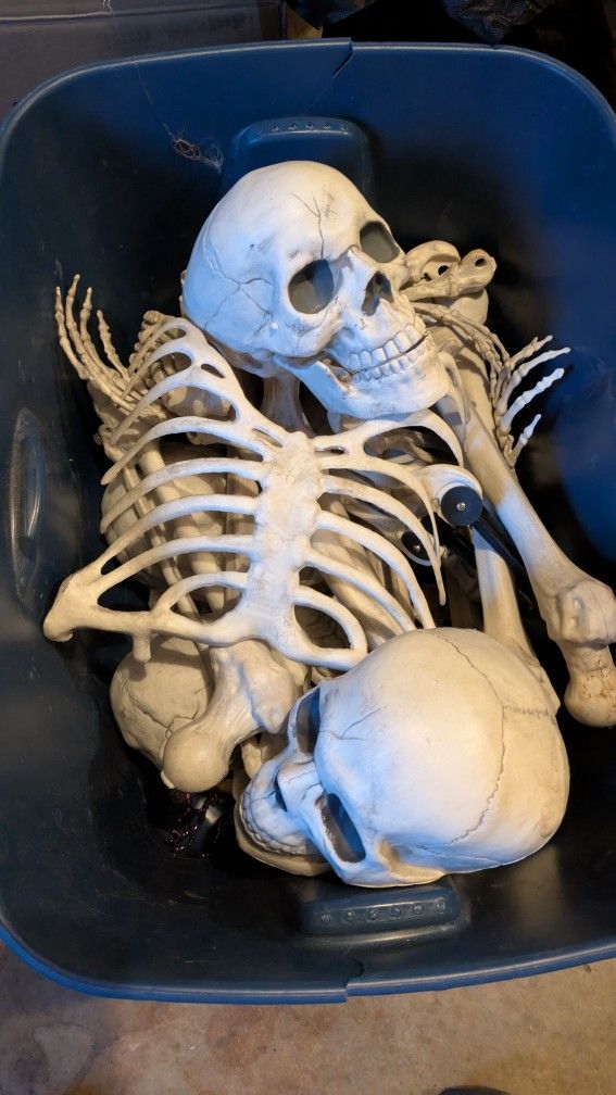 Halloween Skeleton Bones