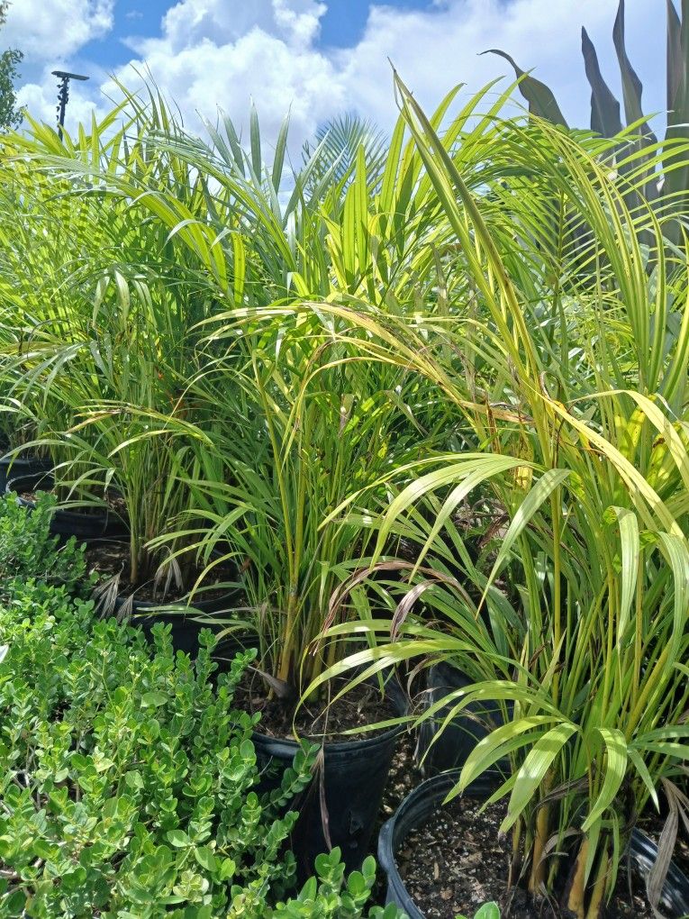 Areca Palms Huge Sale Now $16