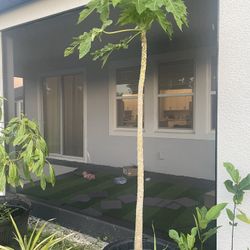 Papaya Tree 
