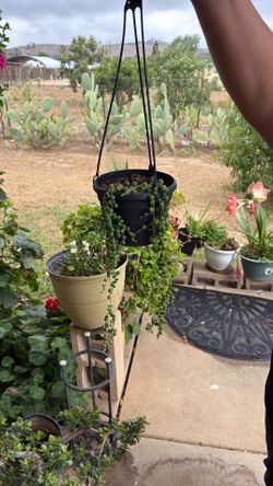 Rosary hanging plant