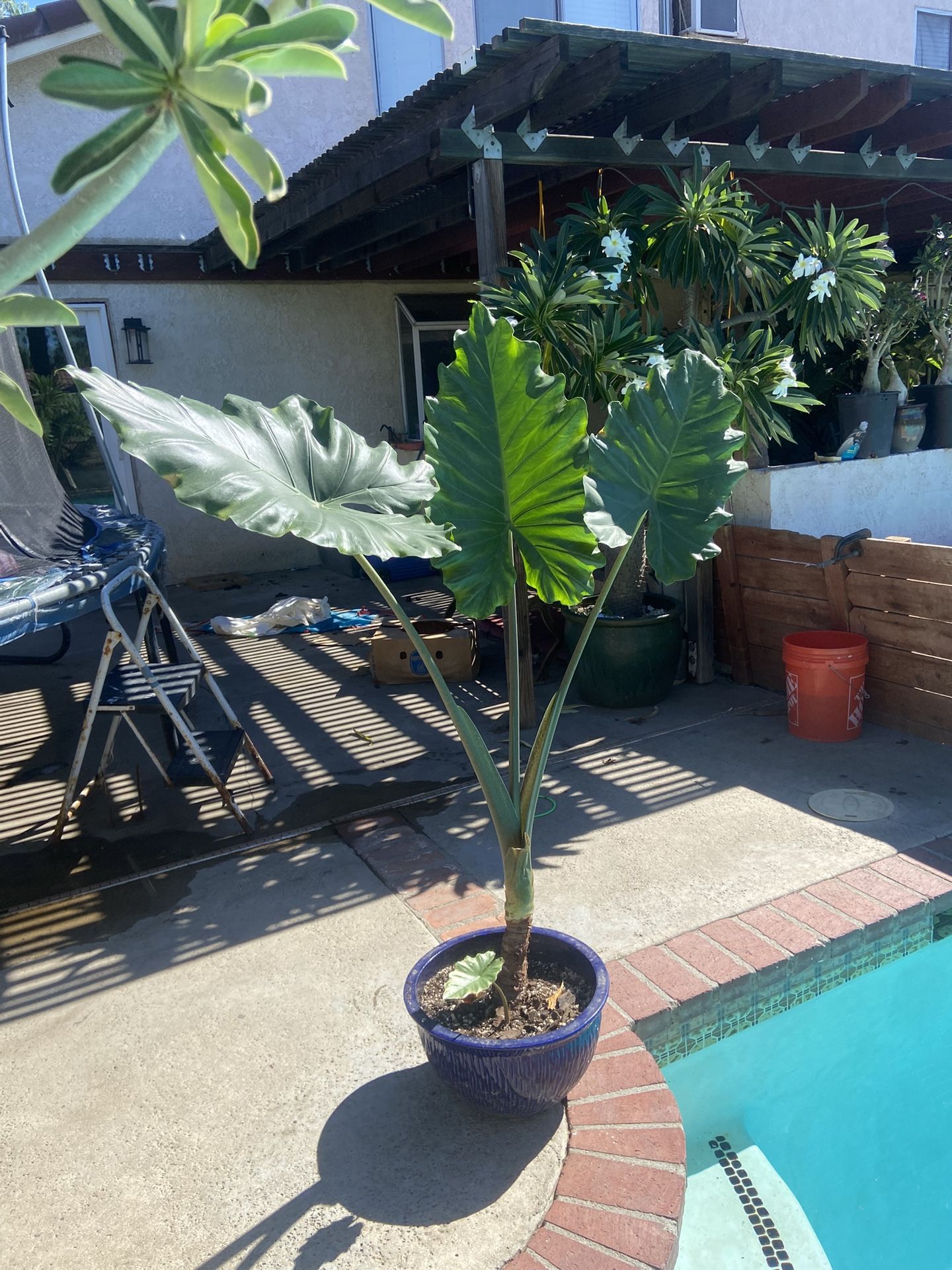 Alocasia Portora 