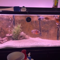 Fish Tank Set Up