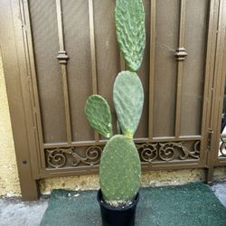 Prickly Pear