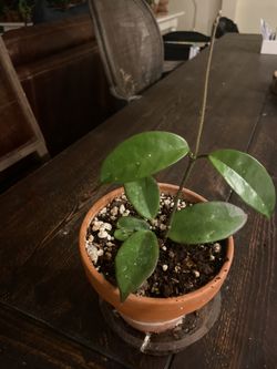 Hoya 