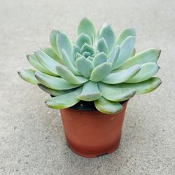 Succulents plants 🪴