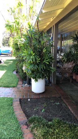 Rhapis Excelsa - Lady palm