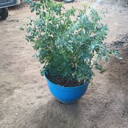 Vendo Plantas De Ruda Cada Una $17