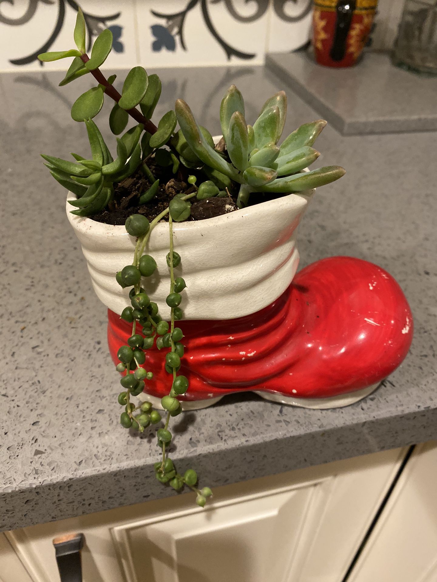 Succulents in a pot decorative arrangement
