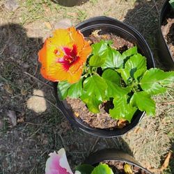 Hibiscus Plants Different Colors 3gallones 