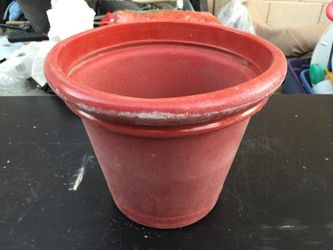 Pot plant