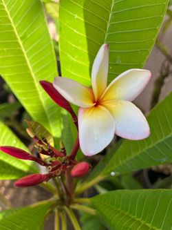Plumeria