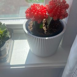 Assorted Plants