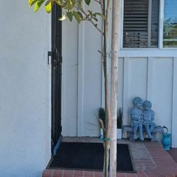Guayava (Guava)  Tree About 10ft Tall