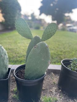 Cactus plant