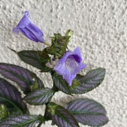 Blooming Persian Purple Outdoor Plant, In 6 Inch Pot Pick Up Only