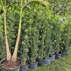 Best Podocarpus In Town Tall Full Green  Fertilized  Ready For Planting Instant Privacy Hedge  Same Day Transportation  Staring  3+ Feet Tall $10 