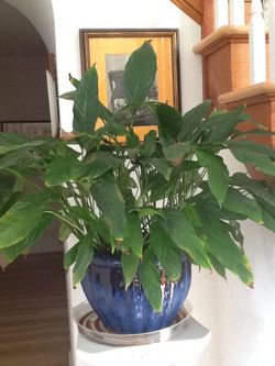 Peace Lily