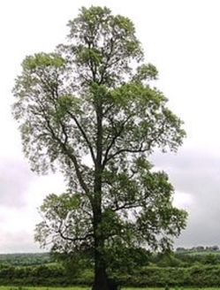 Elm Tree Sales