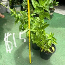 Albahaca / Basil Plant 