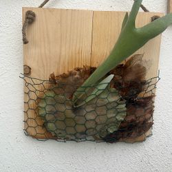 Staghorn Fern