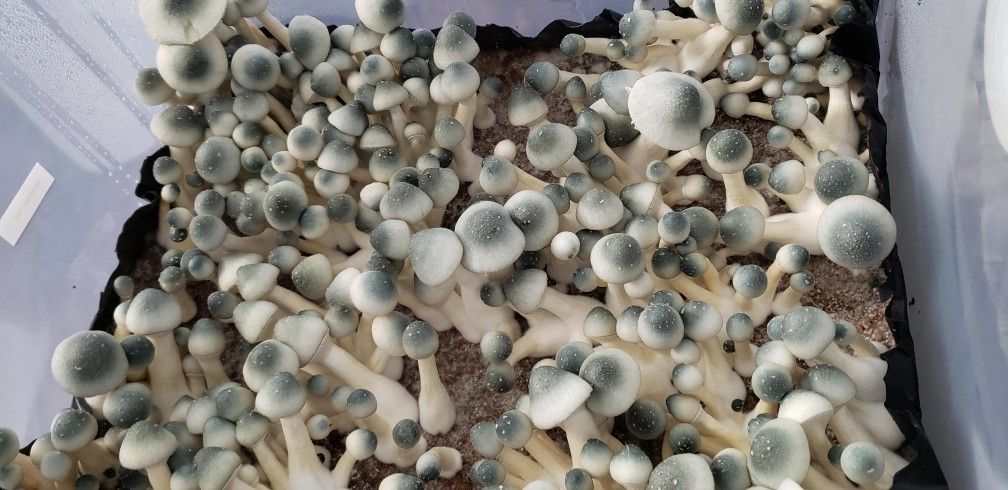 Micro Dose! Cubensis! Grow Ur Own