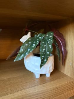 Animal Ceramic Planter
