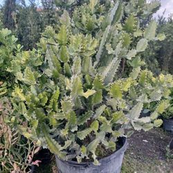 Huge sale now large cactus plant on sale $200