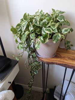 Long N'Joy / Pearls and Jade Pothos Plant