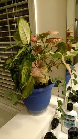 Indoor plant with pot