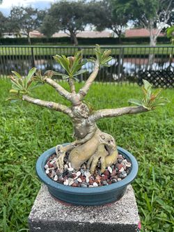 Bonsai tree