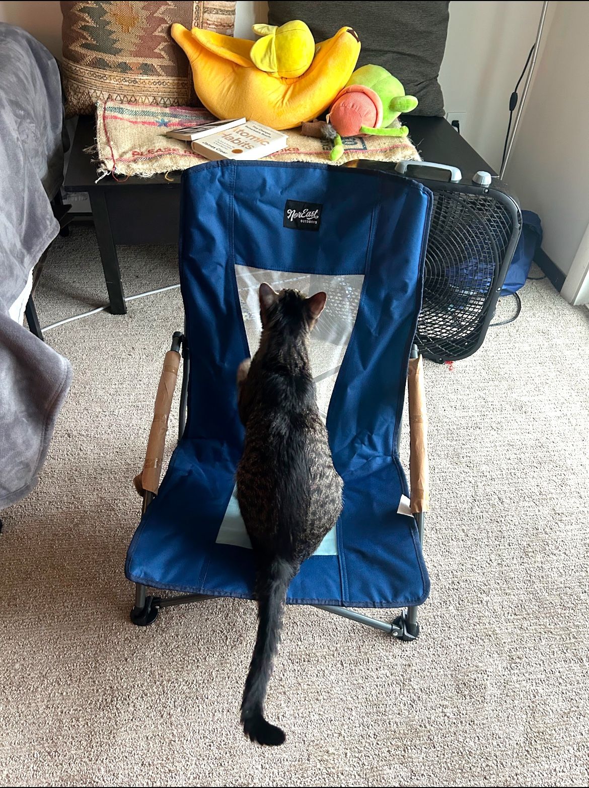 Low Camp Chair (cat Not Included lol)