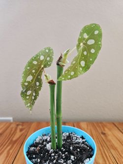 Begonia Maculata (Blue pot-A)