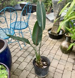 34” Orange Bird of Paradise