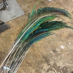 Small Peacock Feathers 